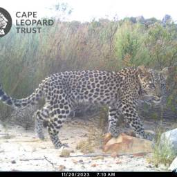 Leopard cub